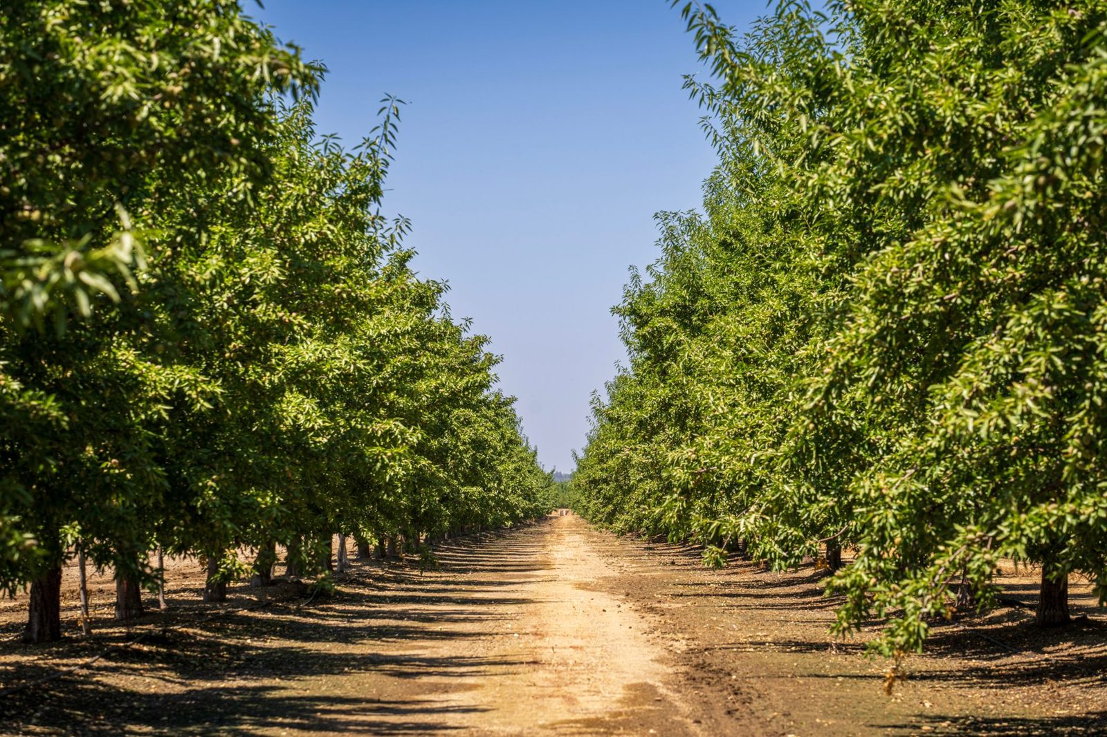 A dirt road between almond orchard rows