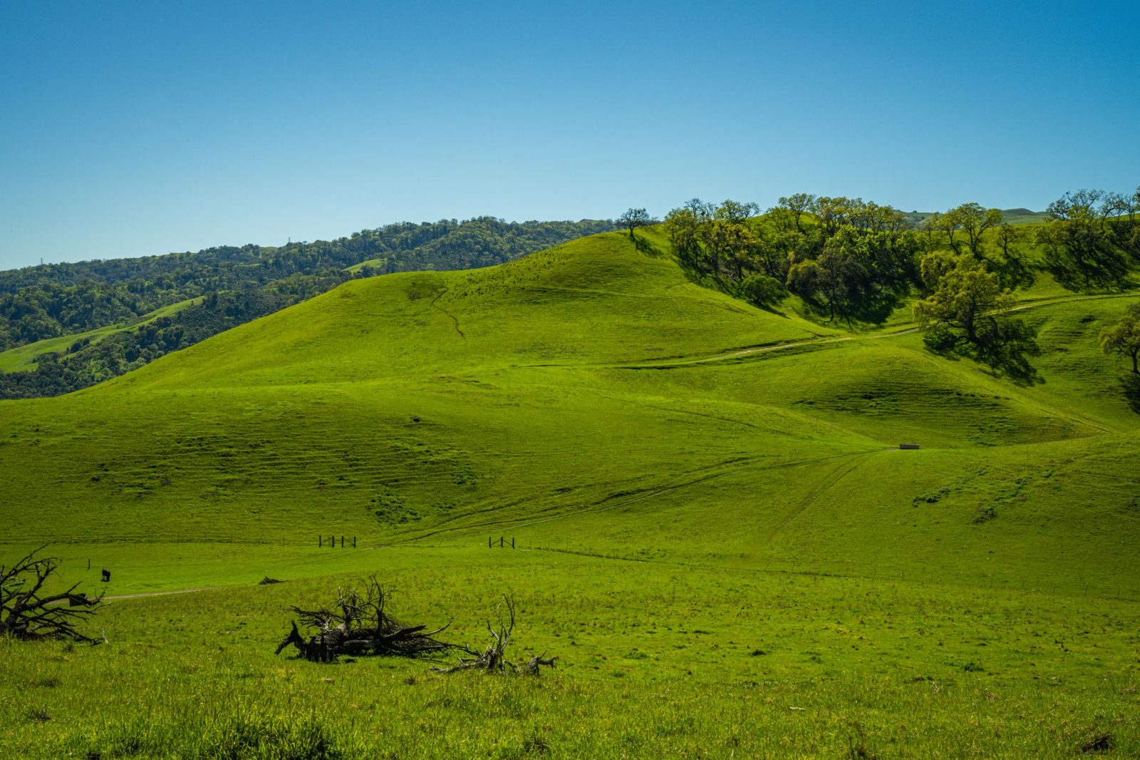 Green foothills east of San Jose in spring