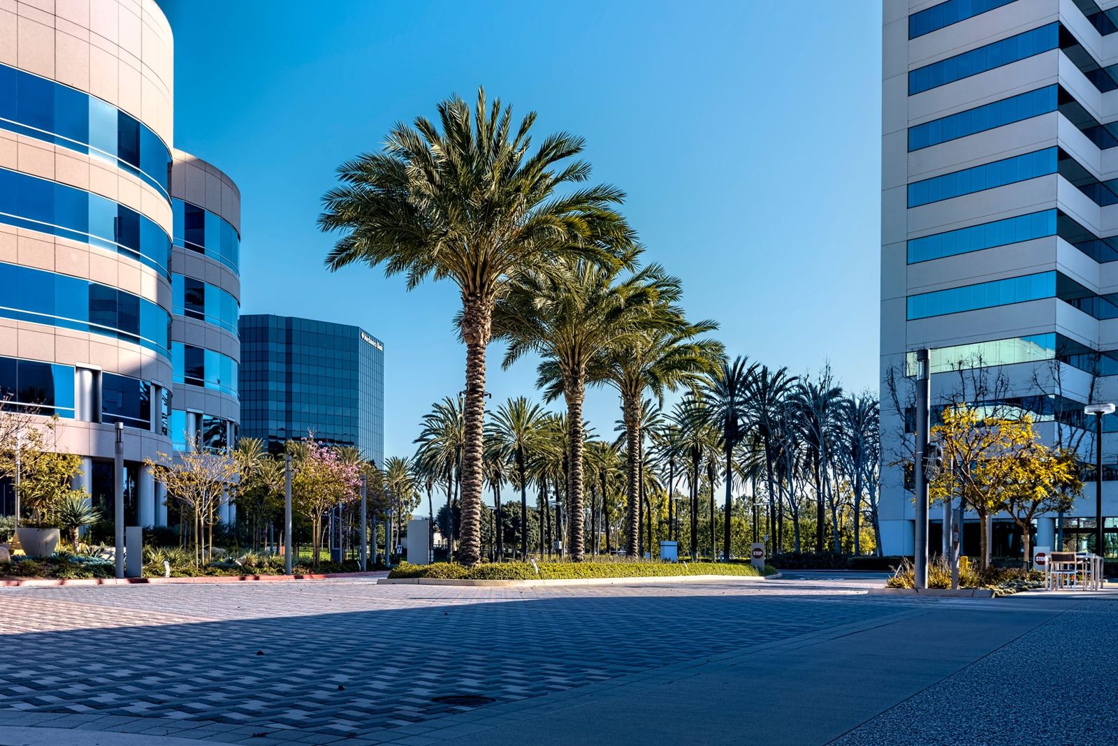 Glass office towers with palm trees