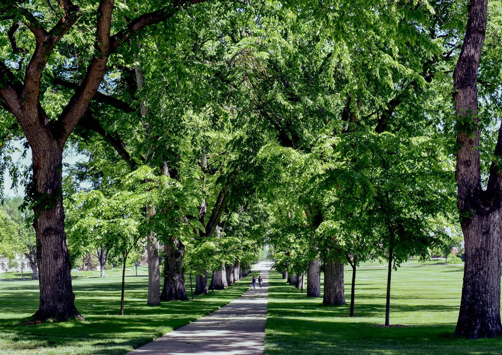 The elm-lined walkways of the Oval at Colorado State University in Fort Collins