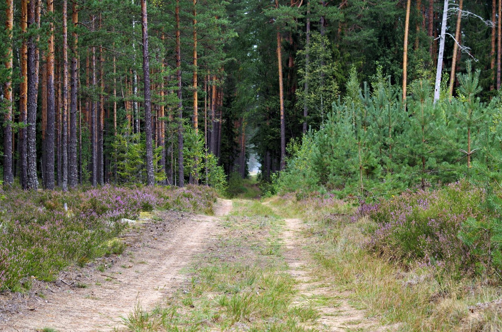 A dirt track running through a pine forest