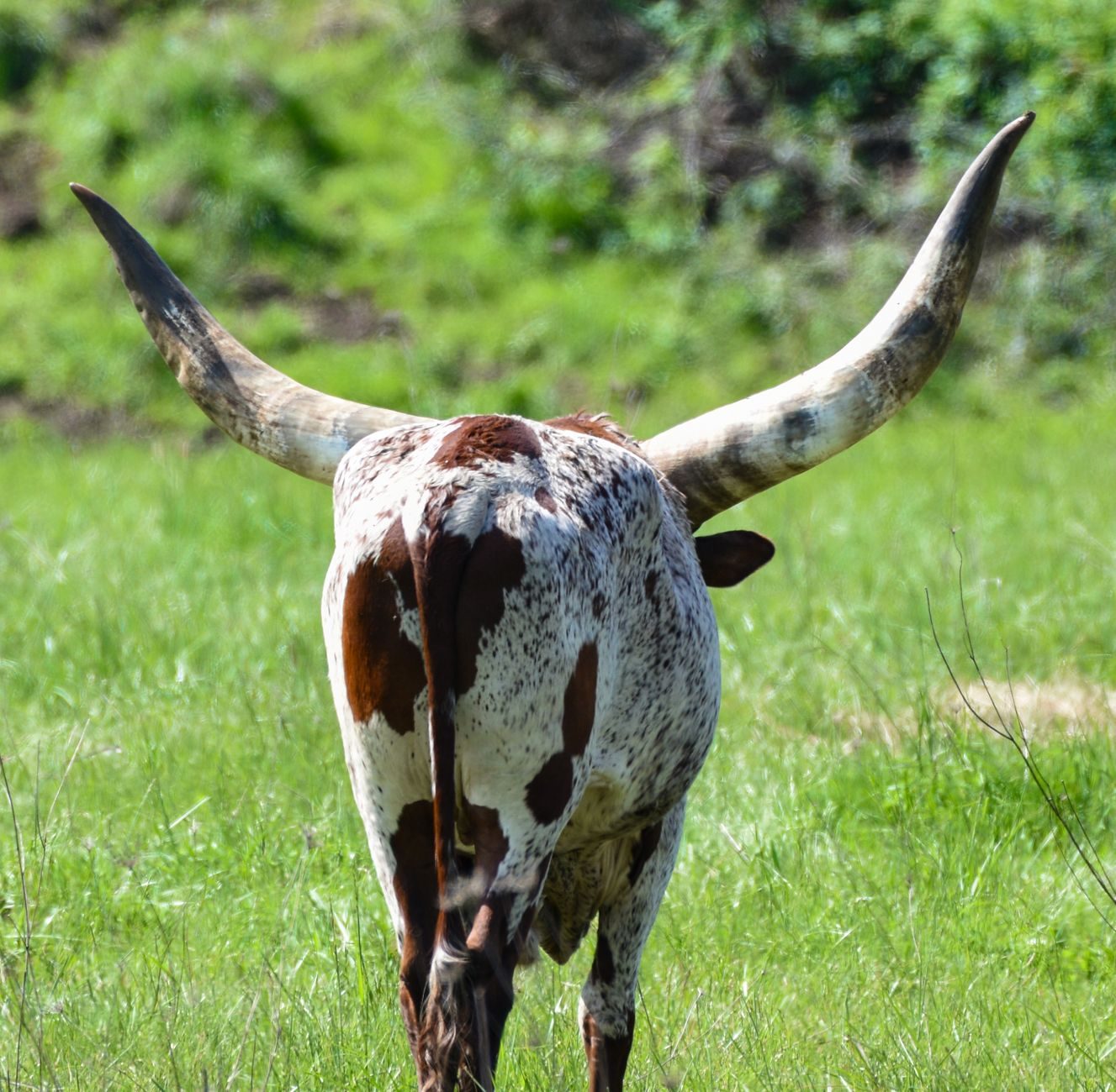 A longhorn steer grazing on open Texas grassland