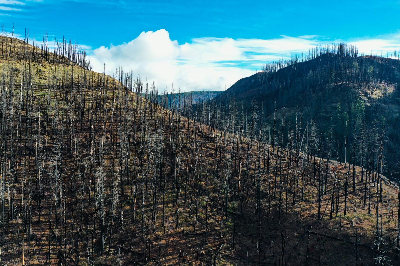 A steep mountain slope of burned, standing dead trees after a wildfire