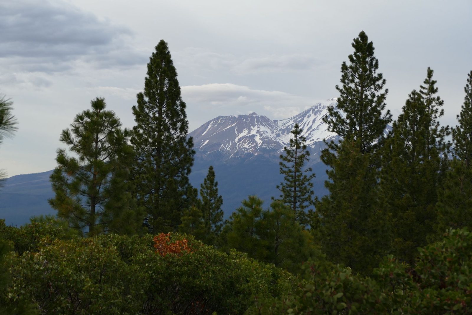 Mount Shasta above forested North State hills