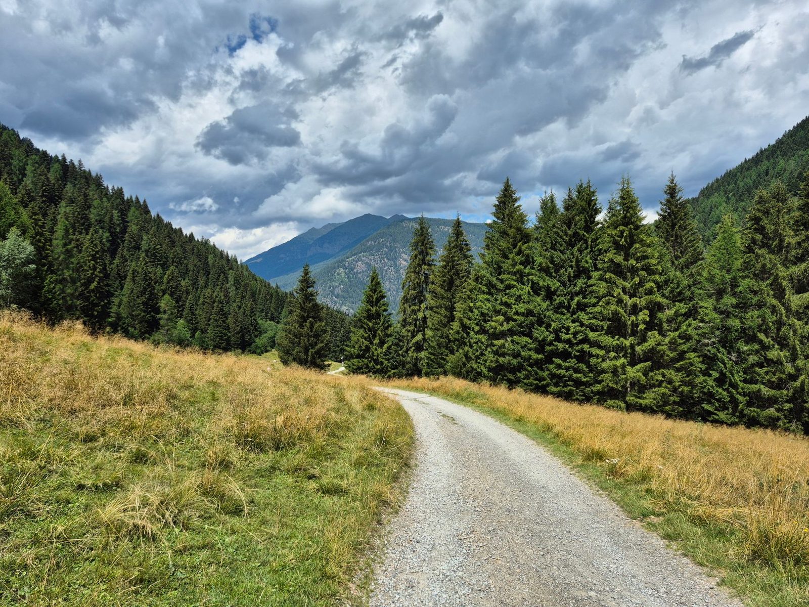 A gravel clearing among pine trees on a mountain