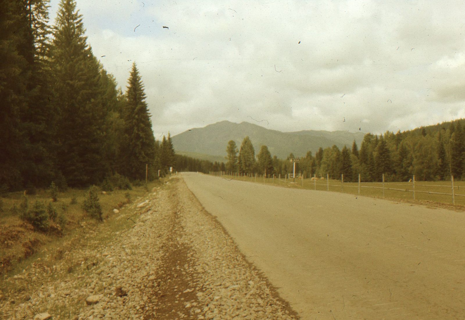 A gravel road leading into pine forest and mountains