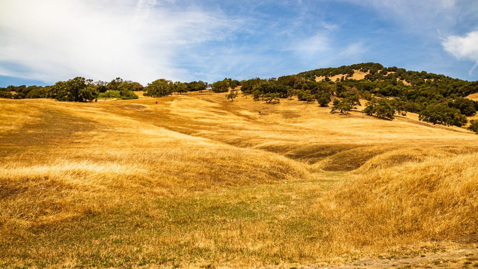 A wide dry field at the edge of hills in late summer